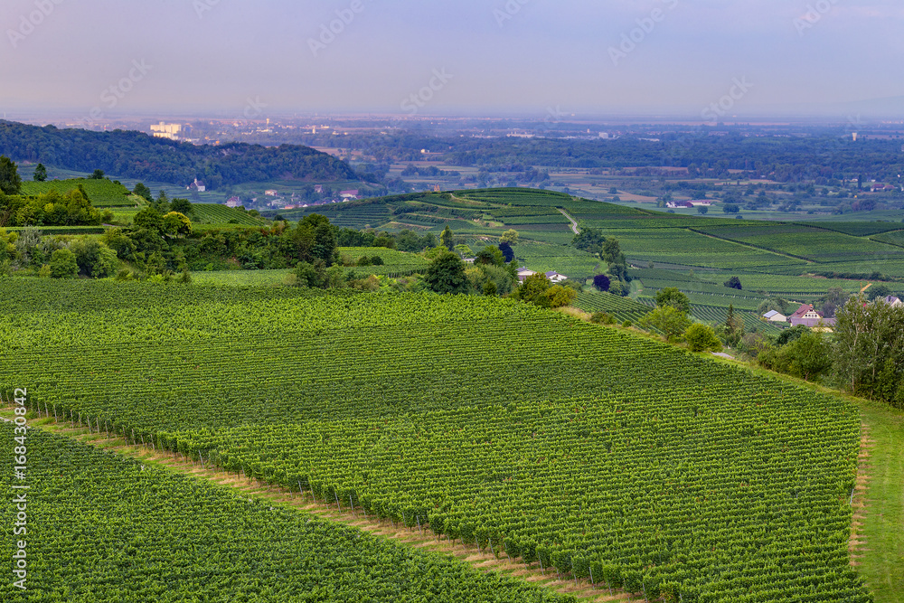 Weinberge Reben