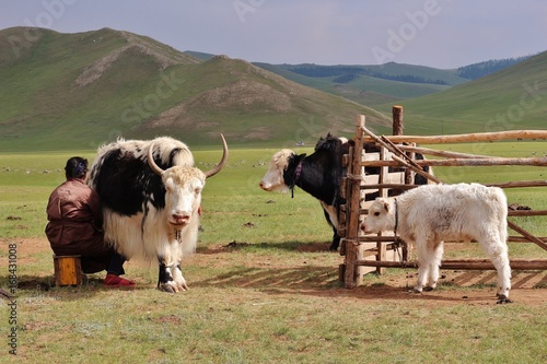 Schilderij op canvas Eleveurs de yaks en Mongolie