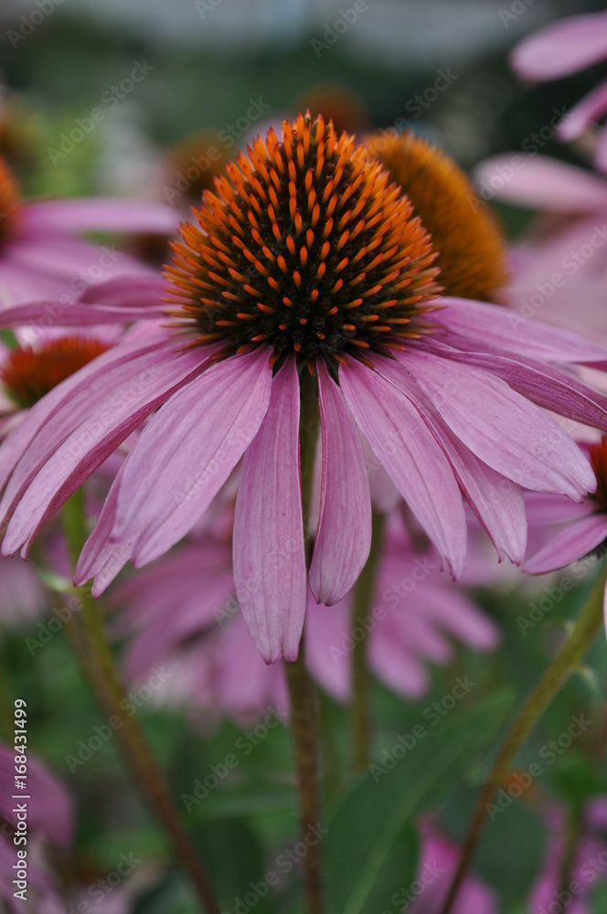 Blume Blume