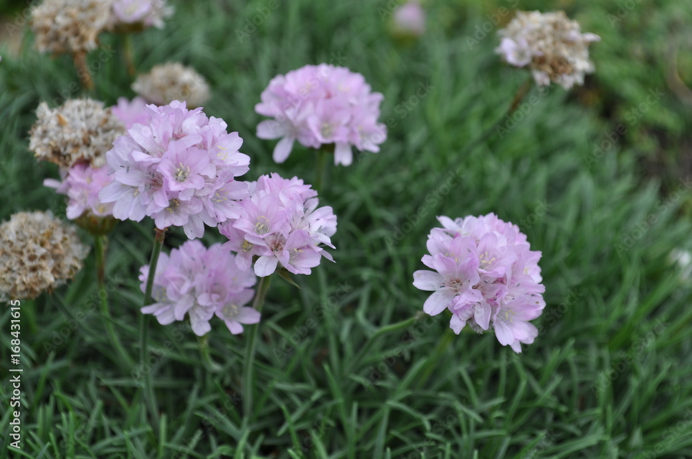 Blume Blume