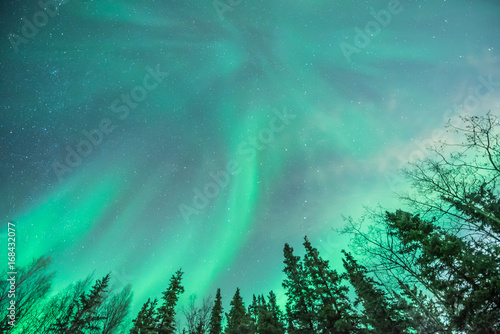 Green aurora borealis swirling behind silhouetted trees