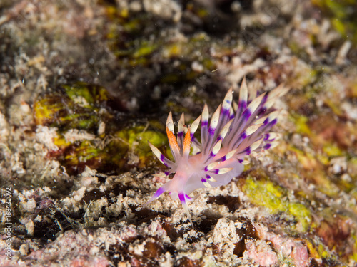 pink nudibranch on the coral