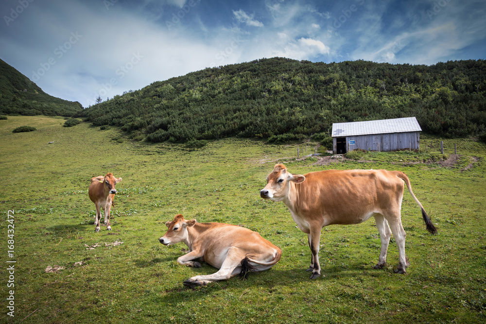 Wild cows in Alps, Austria