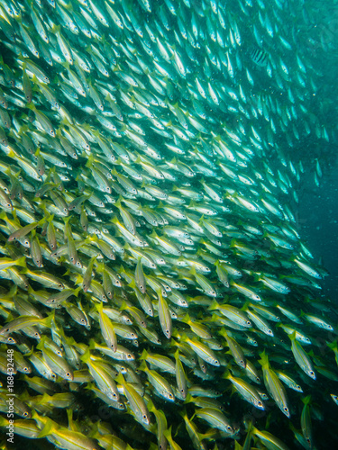 school of jackfish