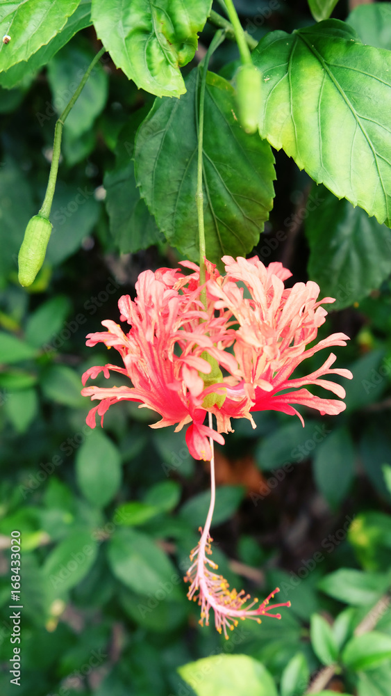Hibiscus Hibiscus