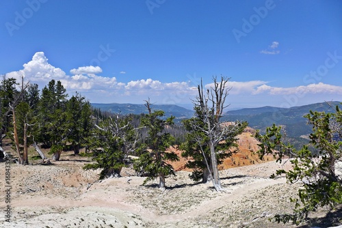 Methusalehkiefern im Cedar Breaks National Monument, Utah