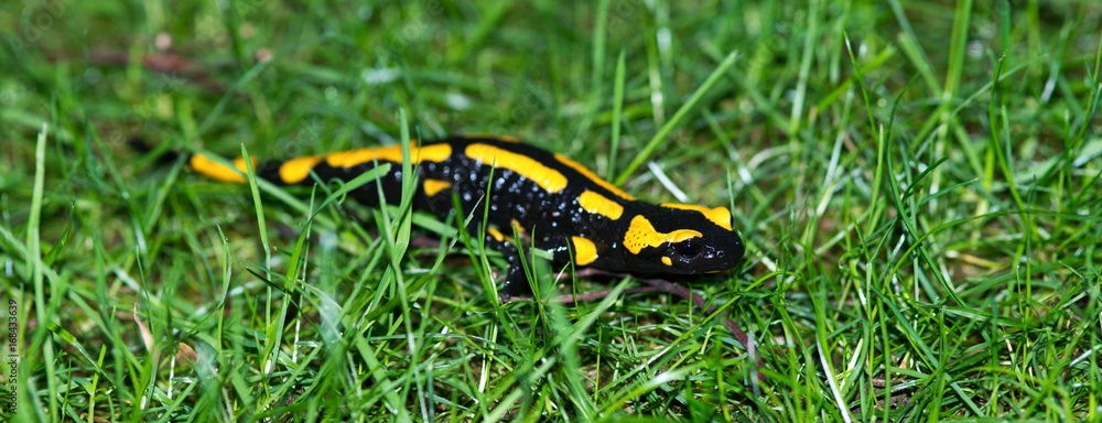 Feuersalamander (Salamandra salamandra terrestris) kriecht über eine Wiese, Harz, Ostharz, Sachsen-Anhalt, Deutschland Feuersalamander (Salamandra salamandra terrestris) kriecht über eine Wiese, Harz, Ostharz, Sachsen-Anhalt, Deutschland