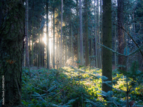 Fototapeta Naklejka Na Ścianę i Meble -  Sunlight in the forest