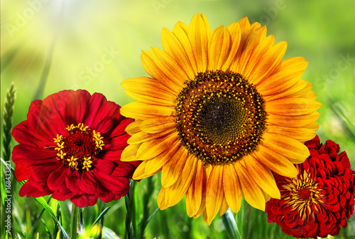 Beautiful colorful flowers in the field natural  background