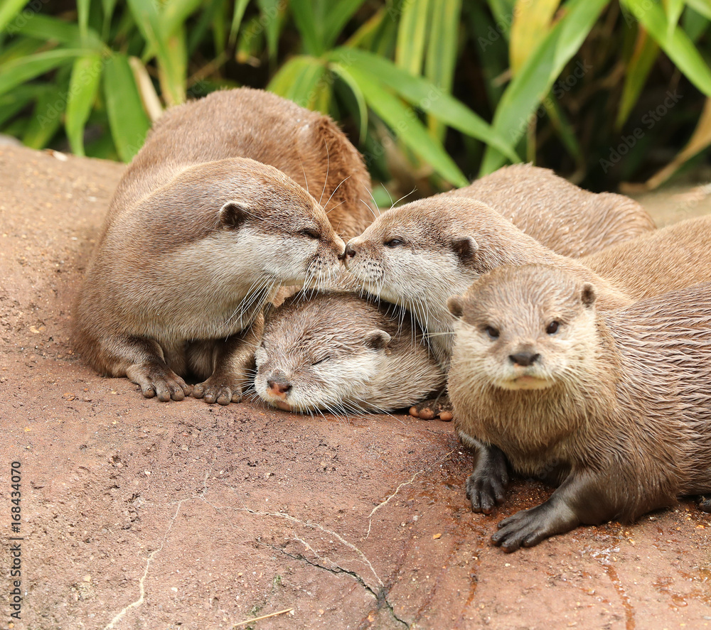 Obraz premium A family of Oriental Short Clawed Otters cuddling