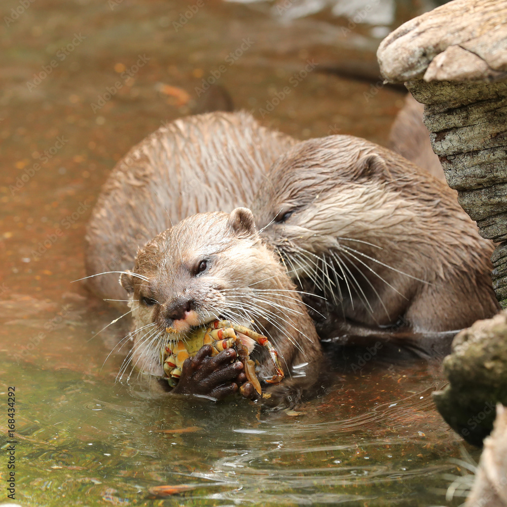 Close up of an Oriental Short Clawed Otter catching crabs Close up of an Oriental Short Clawed Otter catching crabs