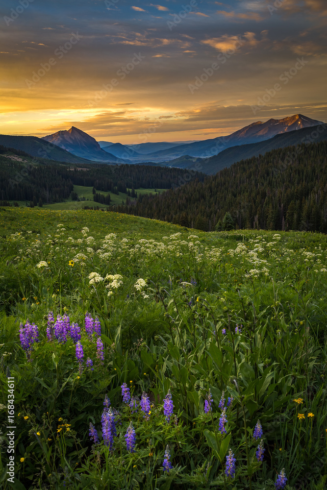 Sunrise on a colorful wildflower field above Crested Butte