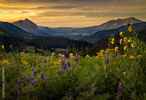 Colorful wildflower field above Crested butte at sunrise