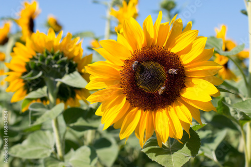 Sonnenblumen  Bienen  blauer Himmel