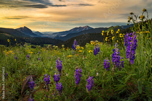 Early morning wildflower field above Crested Butte