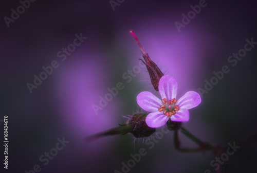 Fototapeta Naklejka Na Ścianę i Meble -  Geranium Sauvage (Herbe à Robert)