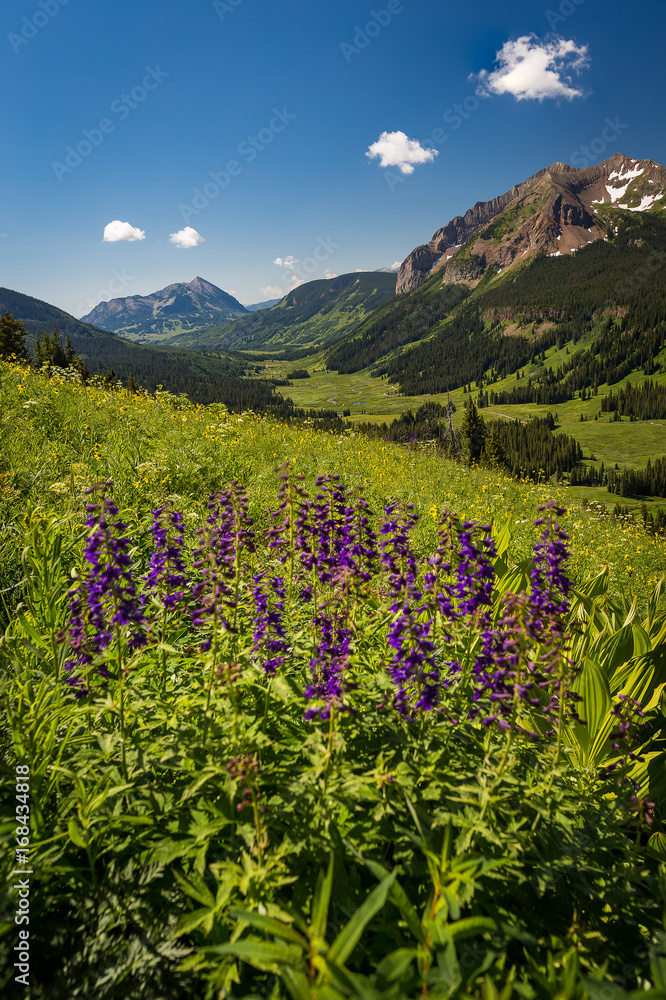 Purple Wildflowers on Gothic Valley hillside in Crested Butte