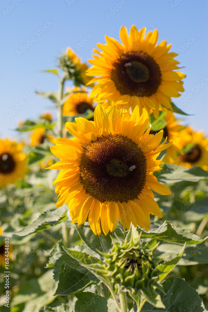 Obraz premium Sonnenblumen, blauer Himmel, Bienen
