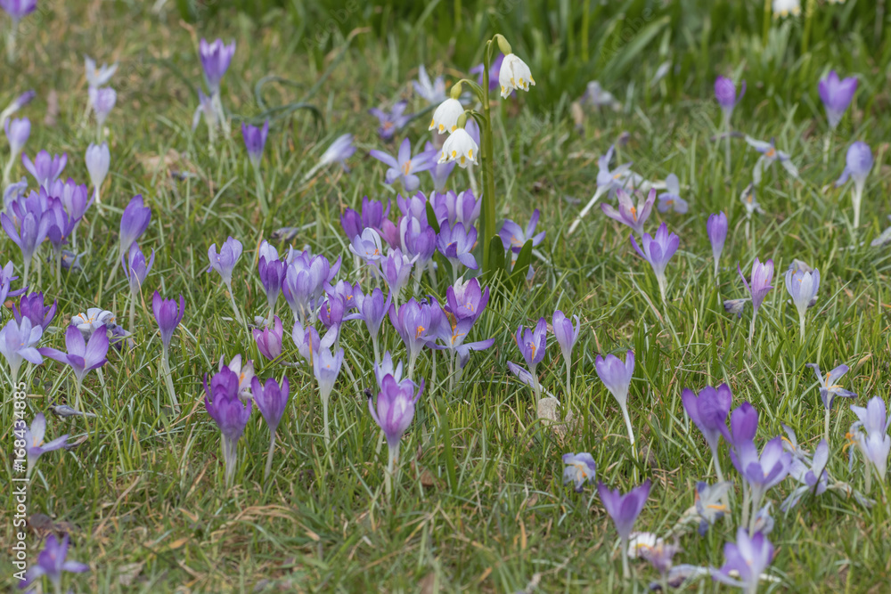 Krokusse im Park