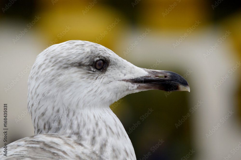Portrait junge Möwe Portrait junge Möwe
