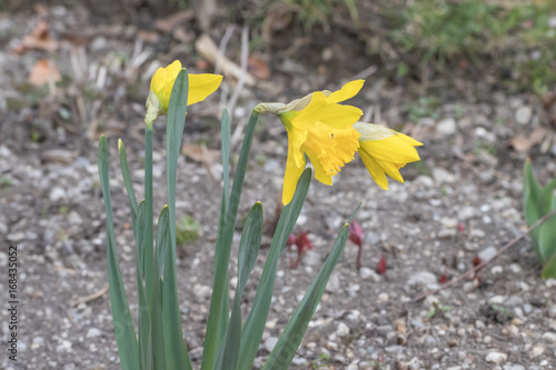 Fototapeta Naklejka Na Ścianę i Meble -  Osterglocken im Garten