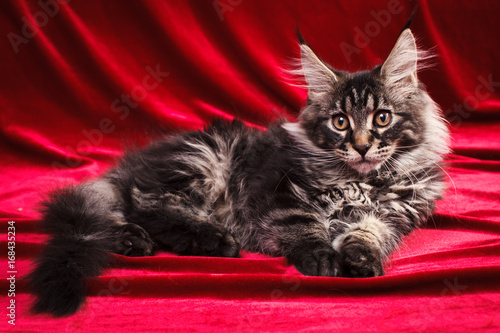A small srtiped maine coon kitten, on red background photo