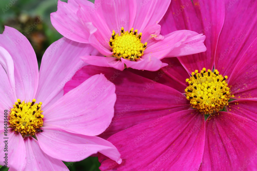 Cosmea or Cosmos dish-shaped flowers n pink tones Cosmea or Cosmos dish-shaped flowers n pink tones