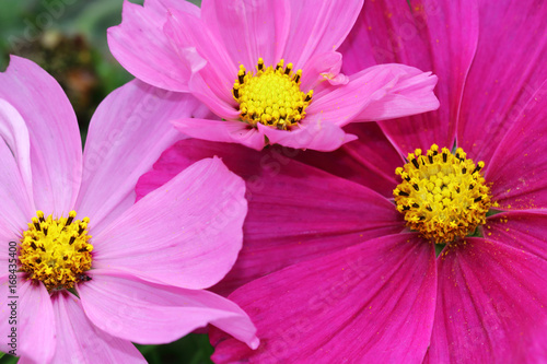 Cosmea or Cosmos dish-shaped flowers n pink tones