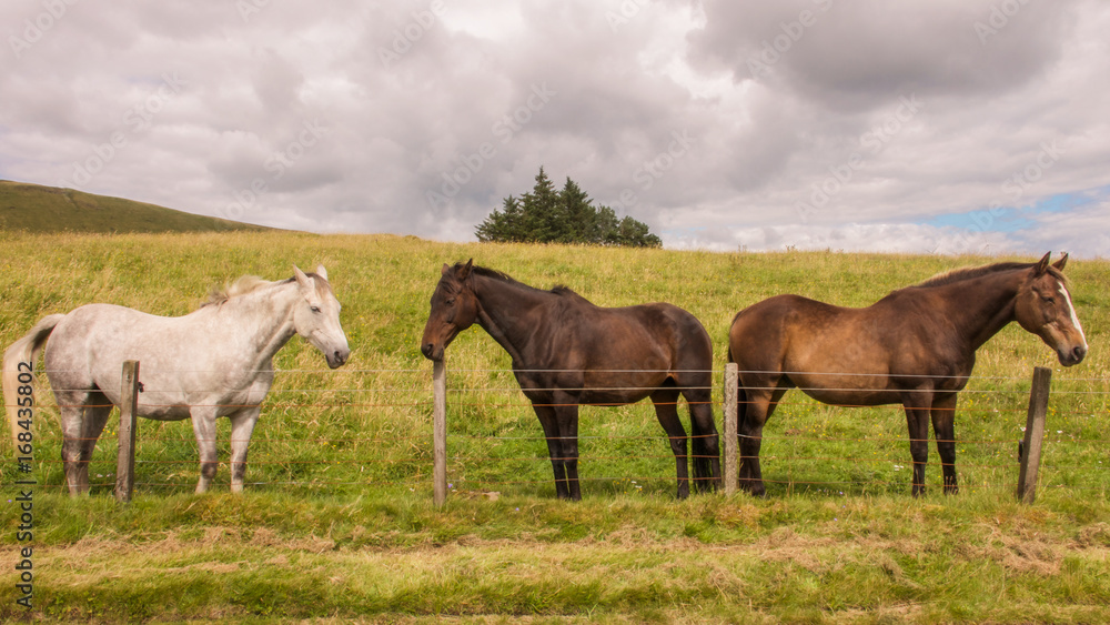Horses; two brown stallions and a white mare in a field beside a fence in a rural hilltop location. Horses; two brown stallions and a white mare in a field beside a fence in a rural hilltop location.
