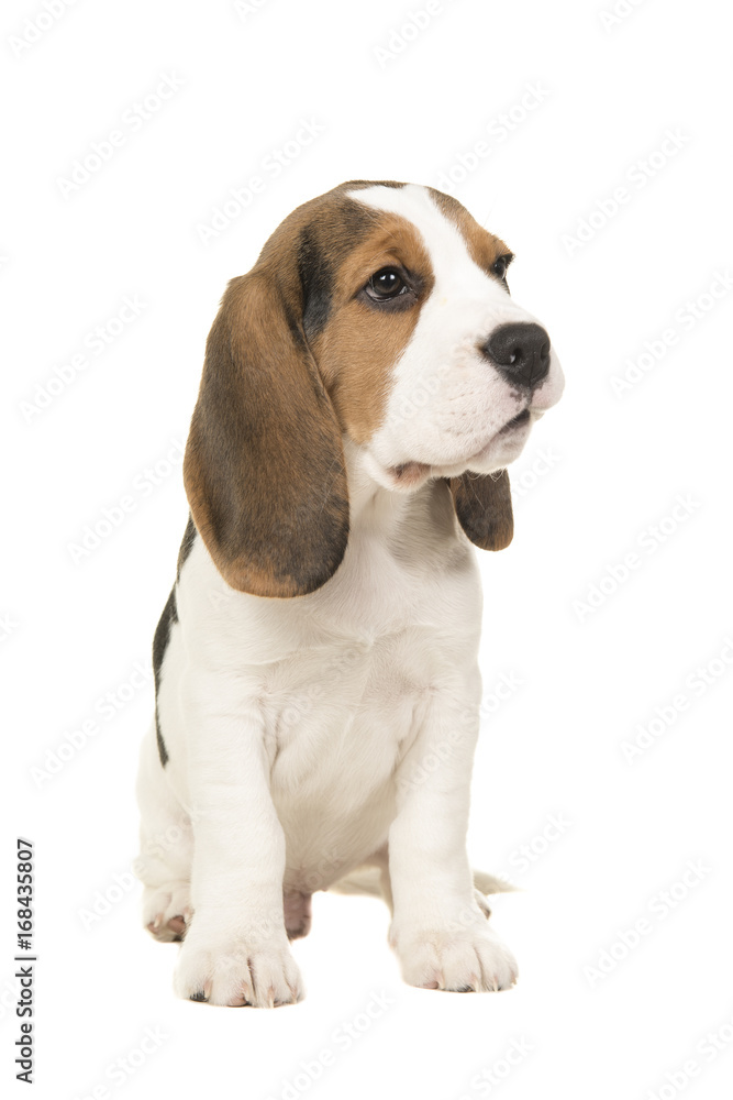 cute sitting beagle puppy looking the the right side isolated on a white background