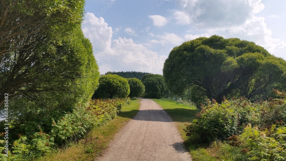 Summer path between green trees
