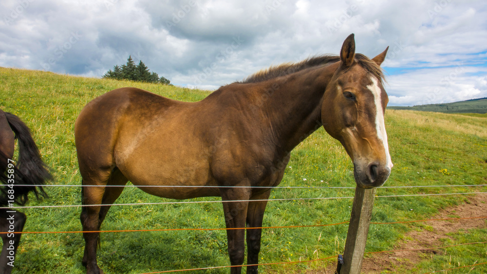 Brown horse looking over a fence in a hillside setting with green and yellow pasture