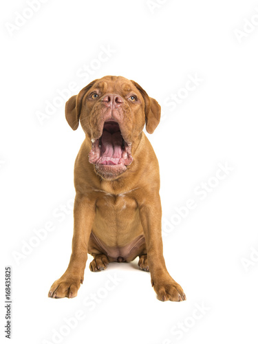 Sitting bordeaux dogue dog with mouth open making a funny face isolated on a white background © Elles Rijsdijk