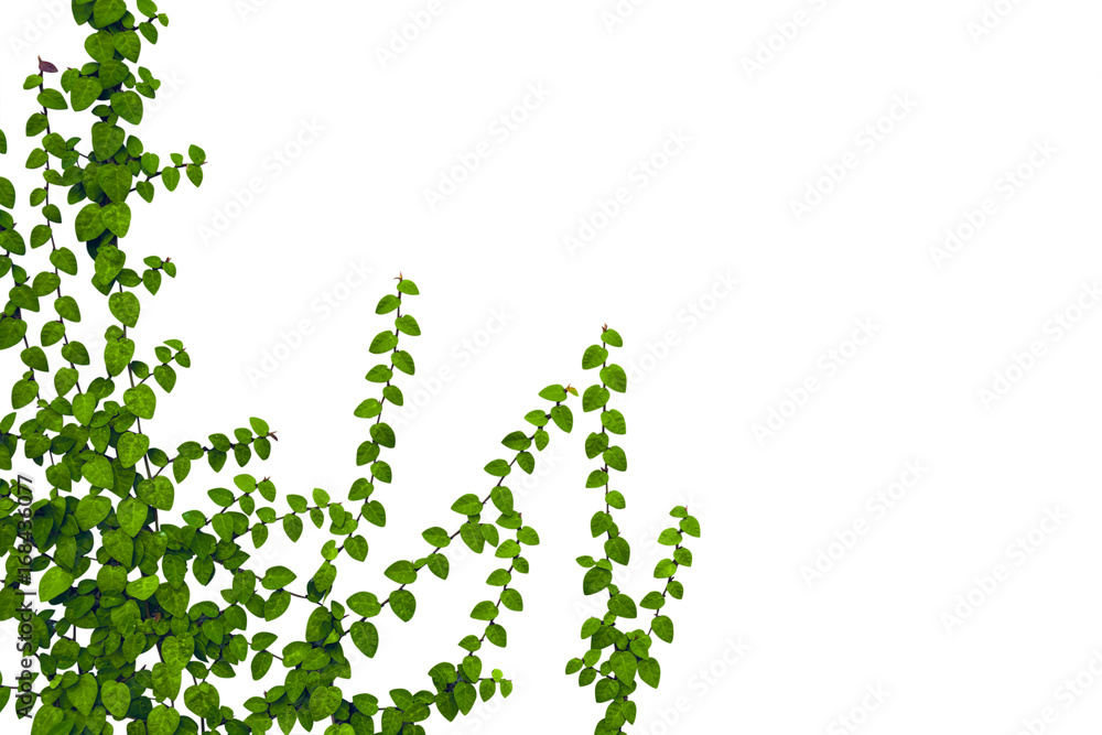 Green leaves isolated on white background. This has clipping path.