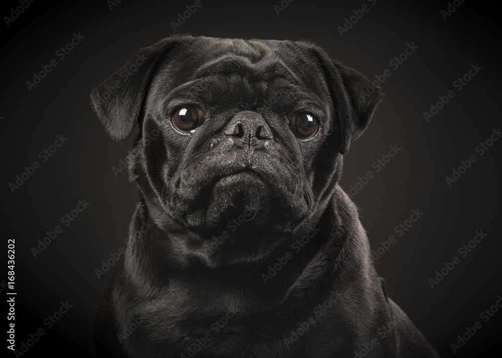 Portrait of a black pug on a black background