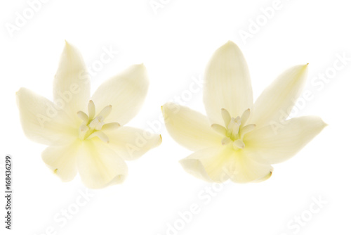 Two yucca flowers isolated on a white background © Elles Rijsdijk