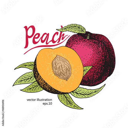 Peach fruit with leaves vintage design template. Botanical fruit. Engraved peach. Vector illustration