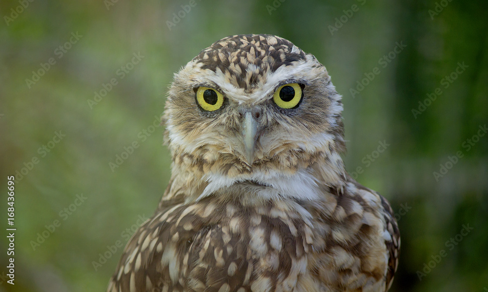 True owl portrait