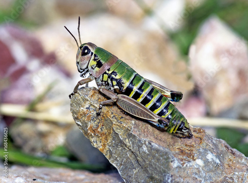  La Miramelle pyrénéenne( Cophopodisma pyrenaea) .Endemic grasshopper of the Pyrenees. photo