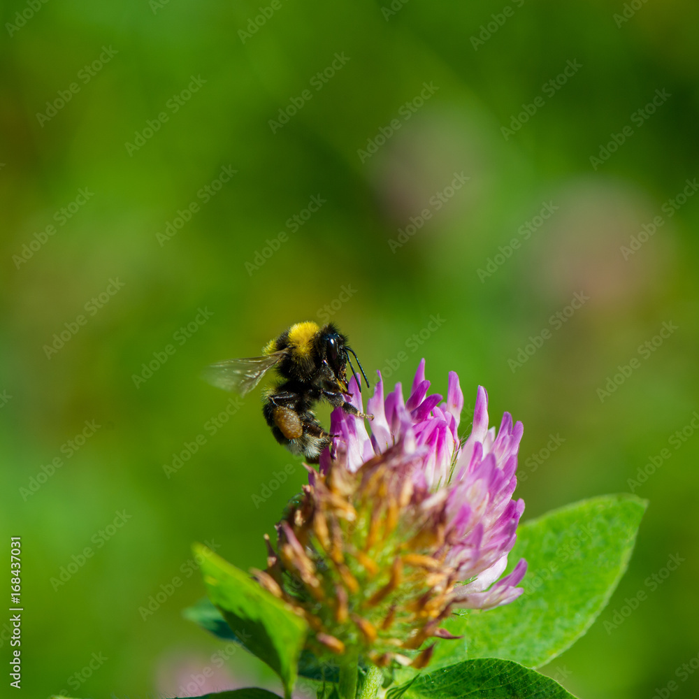 Bumble bee gathers nectar and pollen Bumble bee gathers nectar and pollen