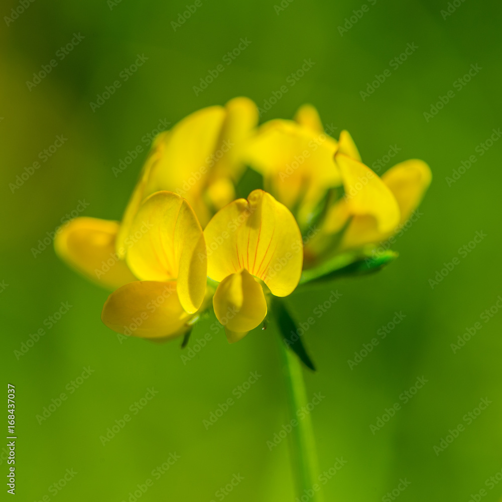 Yellow meadow flowers on a green background