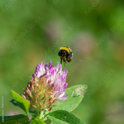 Bumble bee gathers nectar and pollen © APHOTOSTUDIO
