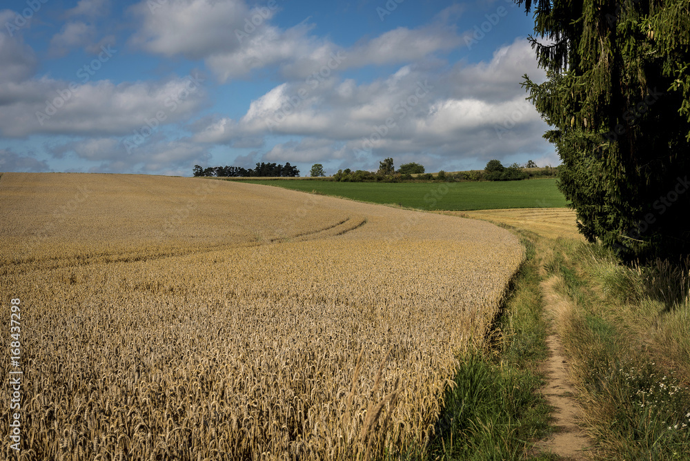 A path around the yellow cornfield