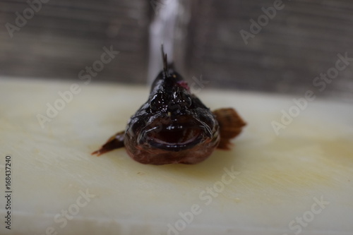 Japnaese False kelpfish photo