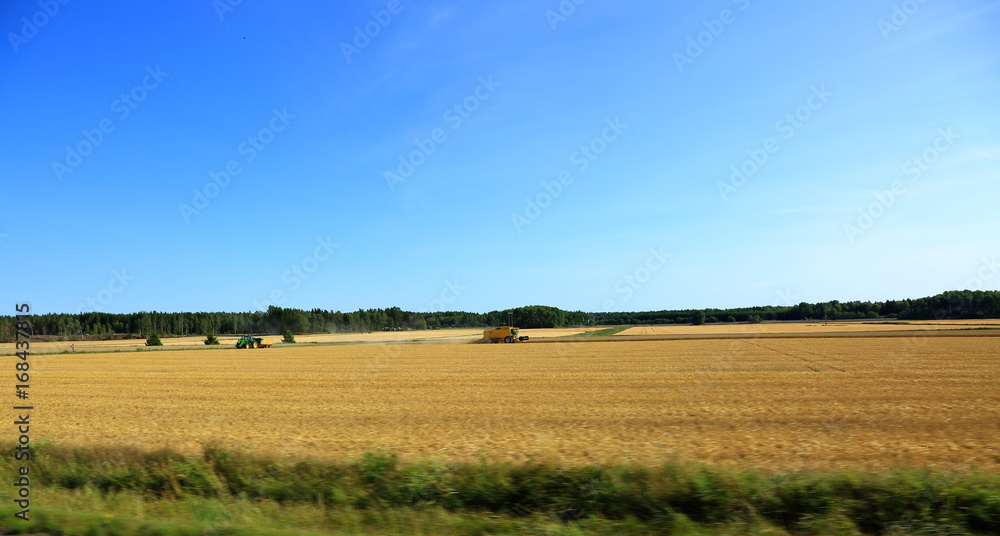 Combine machine on a wheat field. Harvesting
