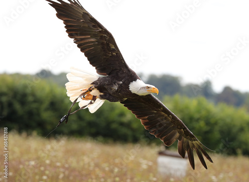 Close up of a Bald Eagle in flight
