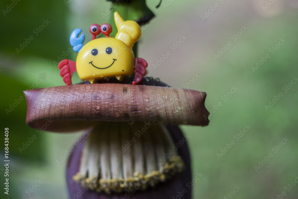 Naklejka premium small tiny little toy crab