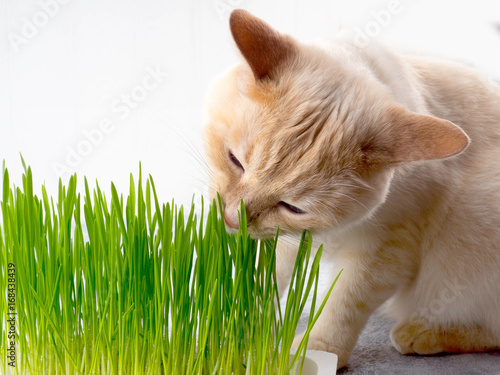 Cat is eating fresh green grass. Cat grass, pet grass. Natural herbal treatment, white, red pet cat eating fresh grass, green oats, emotionally, copy space, the concept of the health of Pets