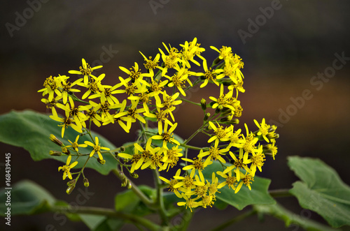 Small yellow flower photo