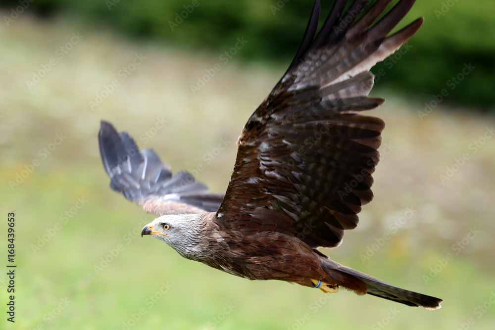 Obraz premium Close up of a Red Kite in flight